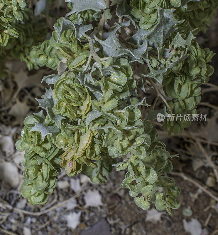 Atriplex hymenelytra，或沙漠冬青，是银白色灰色的灌木，苋科，原产于美国西南部的沙漠，在加州的死亡谷国家公园发现。苋科。
